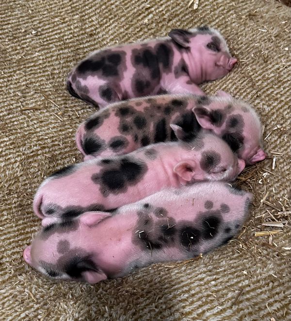 Mini Piglet for sale Juliana Piglet