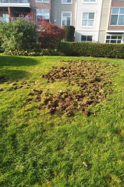 Patch of dug-up grass in a residential area.