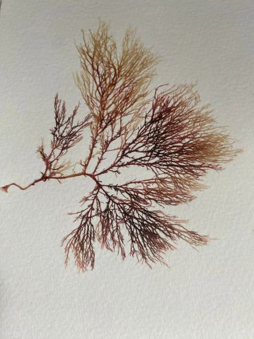 Intricate red seaweed branch with delicate, branching fronds on a white background.