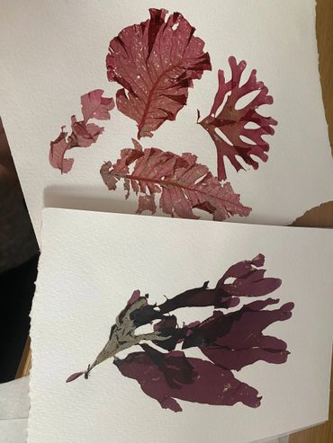 Pressed red seaweed specimens on textured white paper.