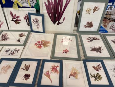 Framed seaweed artwork displayed on a table.