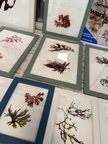 Framed seaweed specimens displayed on a table, part of a workshop.