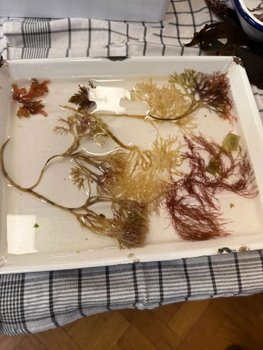 Various colorful seaweed samples soaking in water on a white tray.