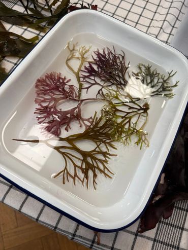 Colorful seaweed branches soaking in water inside a white tray.