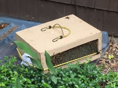 Screened box used for saving the bees. Contact Jeffrey now to save bees in KS or MO.
