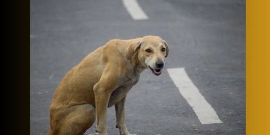 A lonely Rescue Dog that may need rescuing and given their forever home