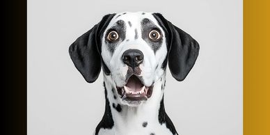 A dog looking shocked or panicked if they are going to be left alone.