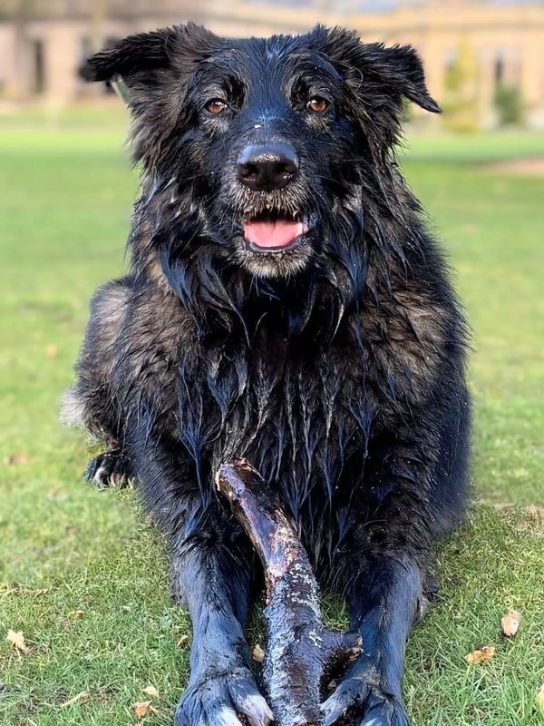 A rescue dog who has been trained to be calmer in environments that are over stimulated.