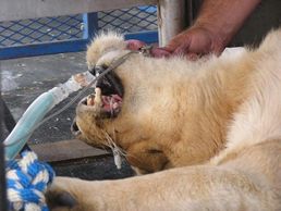 Incredible veterinary anesthesia and surgery on a sick lion with Dr. Robinson, Alpine Veterinary Service.