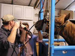 Endoscopy of a horse by the animal doctors of Alpine Veterinary Service.