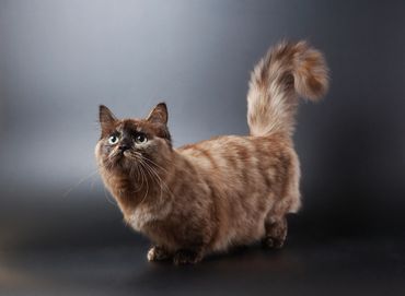 A fluffy dark brown cat