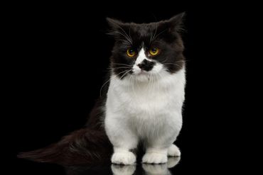 A black and white cat with yellow eyes
