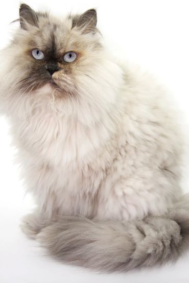A fluffy black and white cat with thick fluffy tail