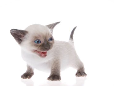 tiny white and dark brown kitten with blue eyes