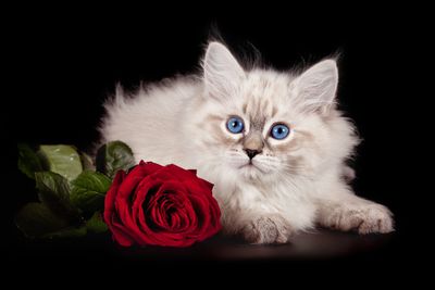 A white cat beside a red rose