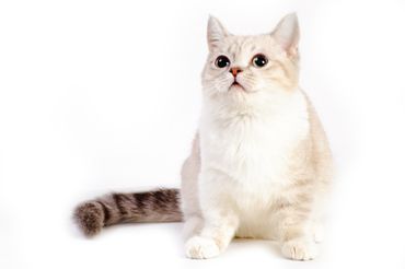 fluffy white and light brown cat with striped tail