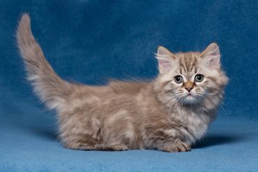 A cat with its tail pointing up and blue background