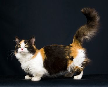 A black, orange, and white cat with yellow eyes and black background