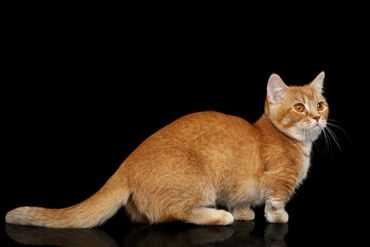 brown and white cat looking up with dark background
