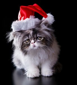 A kitten with a Santa hat and dark background