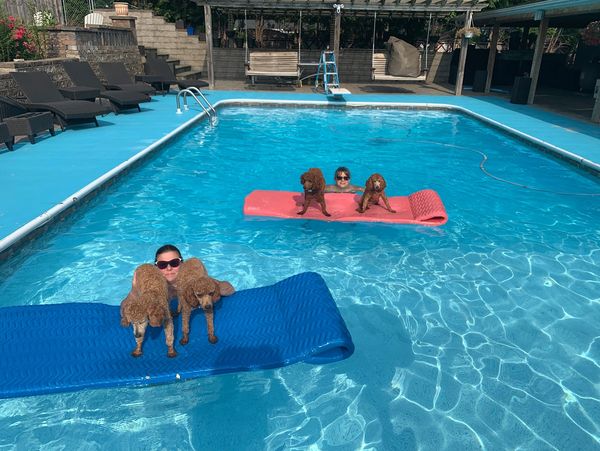 family with dogs in pool