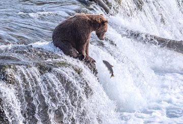 young bear on waterfalls with fish