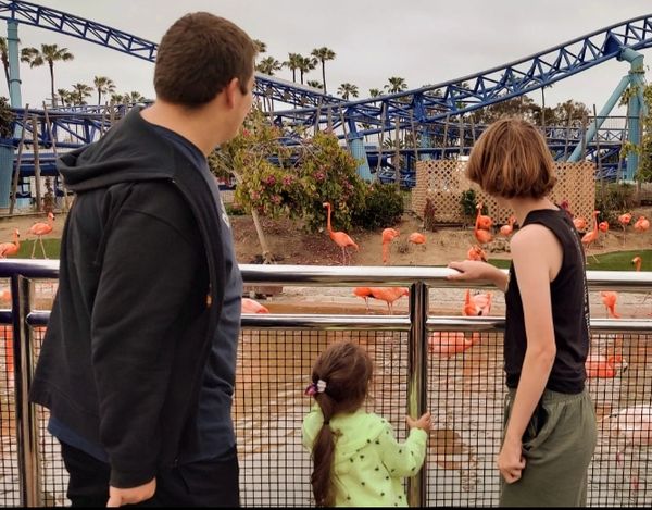 Three people observing flamingos behind a fence.