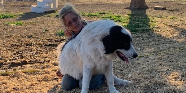 Woman hugging a large black and white dog outdoors.