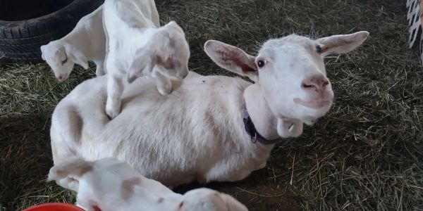 Goat and kids in a barn with hay.