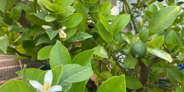 Lime tree with white flowers and unripe green lime.