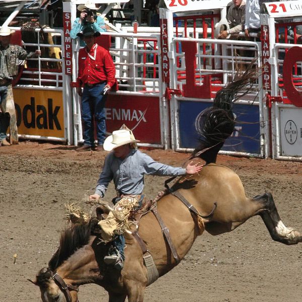 a cowboy riding a bucking bronco at the Calgary stampede