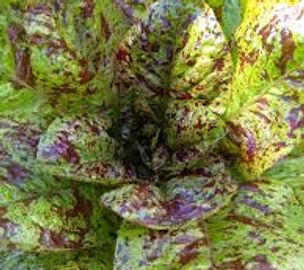 fresh organic lettuce