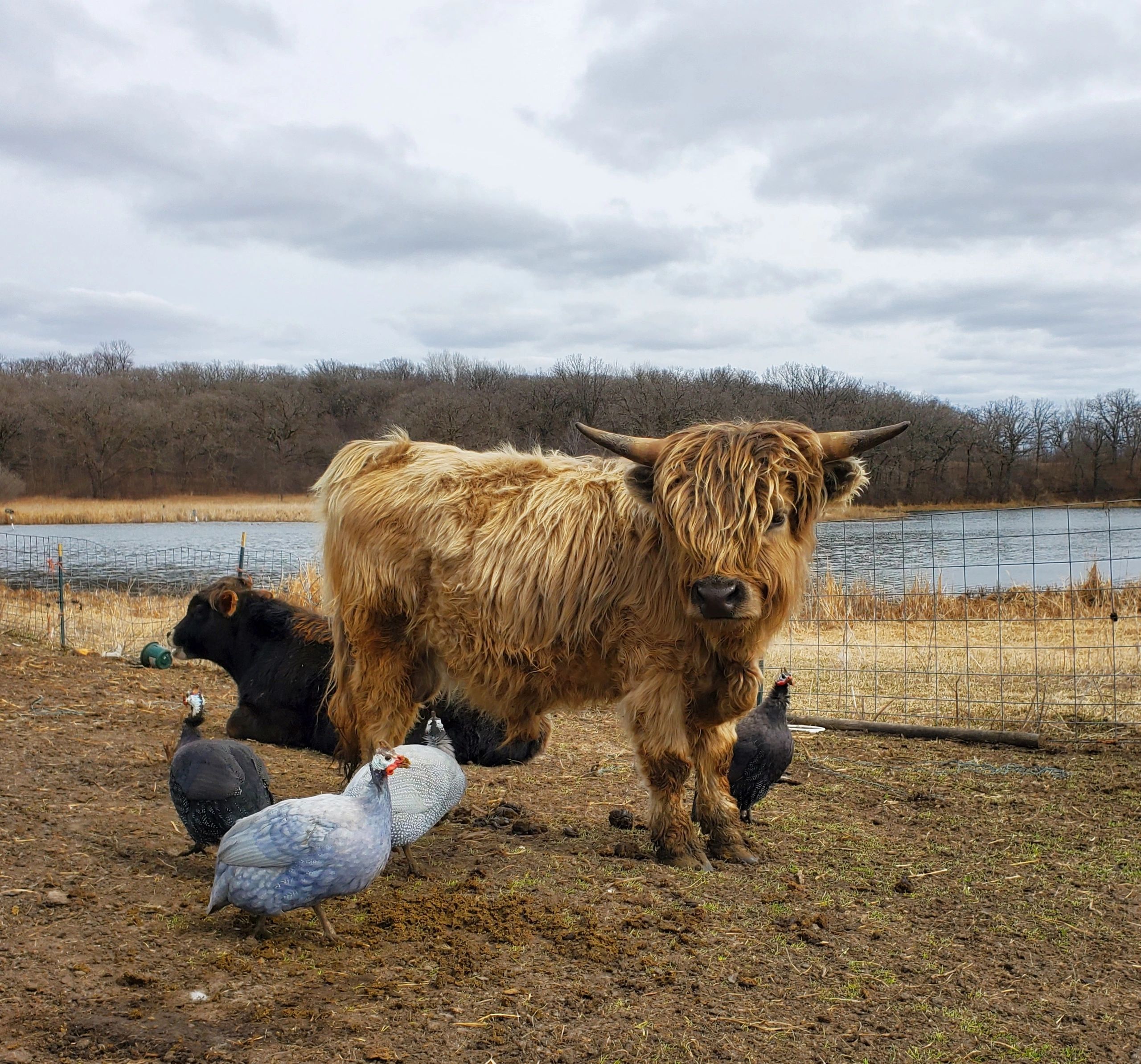 miniature highland cows