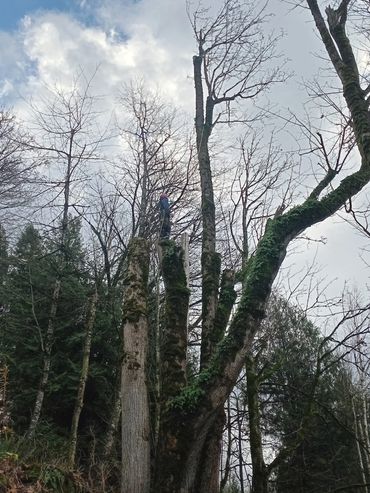 Person standing on tall tree trunks in a forest with a cloudy sky.