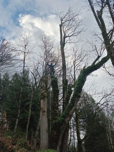 Person standing triumphantly atop tall, bare tree trunks in a forest.