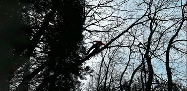Person climbing a tall tree with safety gear during daytime.