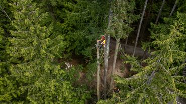 A worker in safety gear climbing a tree in a dense forest.