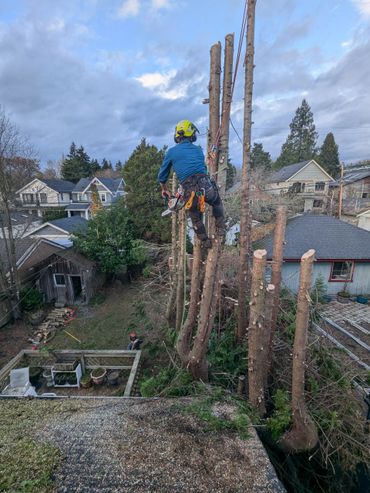A tree worker chainsaws while suspended on a tall tree in a residential backyard.