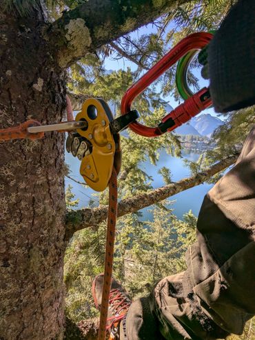Climber secured with rope and carabiner on tree overlooking a lake and mountain.