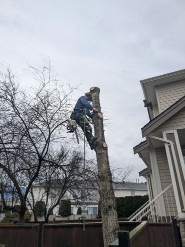 Tree worker cutting down a tree trunk near a house.