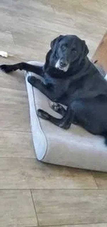 Otis is one of the dogs I have had the pleasure of caring for thought out the years.