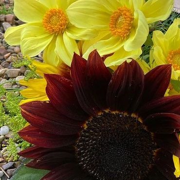 Sunflowers and Dahlias