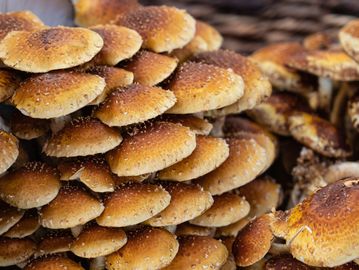 Cluster of brown mushrooms with textured caps.
