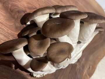 Cluster of brown oyster mushrooms on a wooden surface.