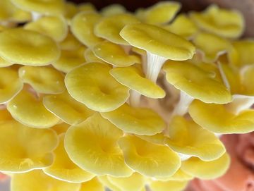 Cluster of yellow and pink mushrooms on a wooden surface.