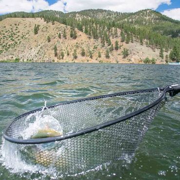 Trout in Net at Holter Lake