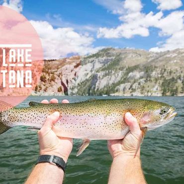 Rainbow Trout at Holter Lake - Montana