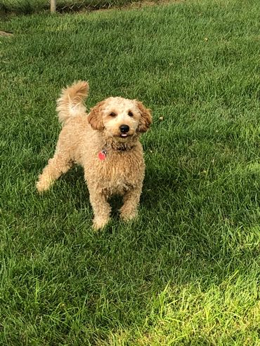 Our sire, Cyrus