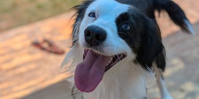 Happy black and white dog with tongue out outdoors.