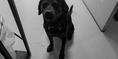 Black dog sitting on a floor looking up.